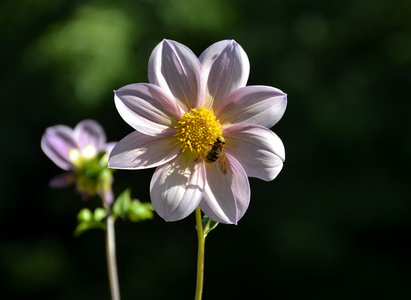 大丽花花