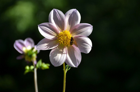 大丽花花