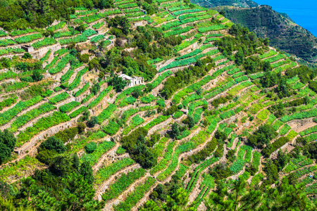 查看 vernazza 的五渔村村落海岸线 葡萄树和