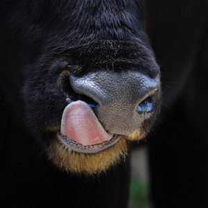 牛联系人舔图片