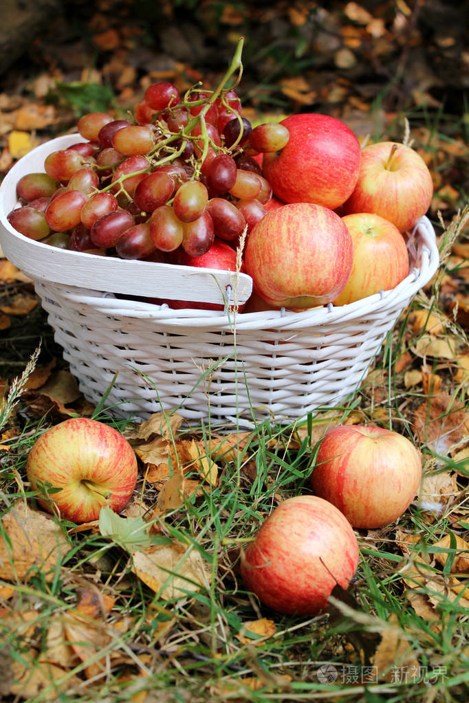 秋天的果实,在花园里照片-正版商用图片1gtcrr-摄图新视界