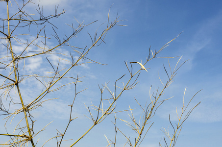 竹枝摄影图-竹枝图片大全-竹枝照片-摄图新视界