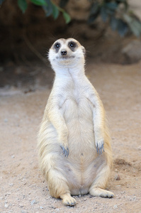 猫鼬或 suricate