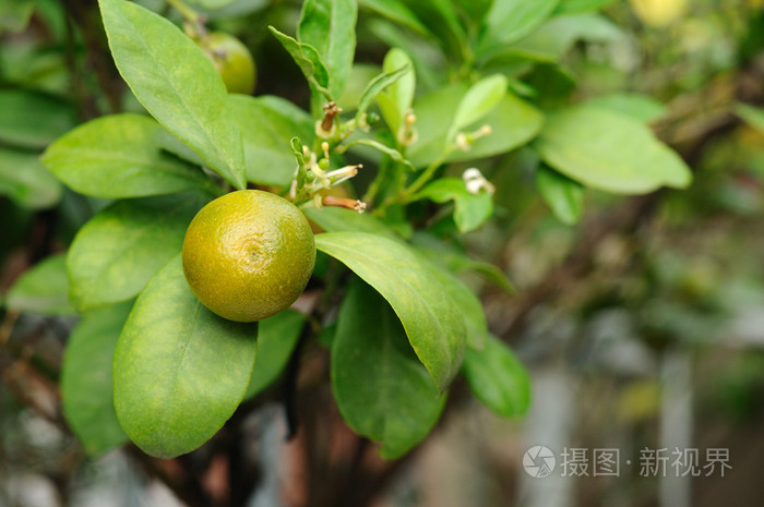 在花园里的迷你橘子照片 正版商用图片1gtdfu 摄图新视界 在花园里的迷你橘子照片 正版商用图片1gtdfu 摄图新视界