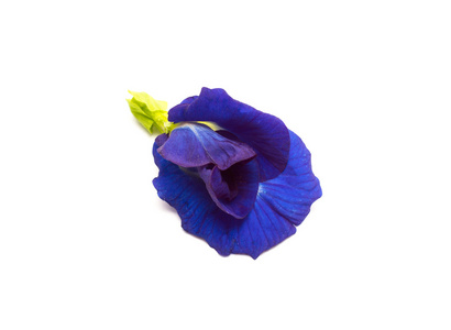 蓝色的蝴蝶豌豆花