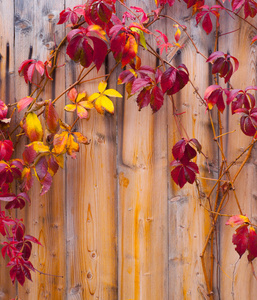 秋天的树叶上的木栅栏