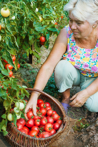 Frau erntet eine Ernte von Tomaten im august女人收获作物 8 月份西红柿