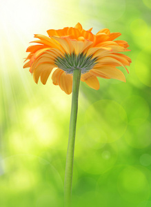 橙色非洲菊花卉