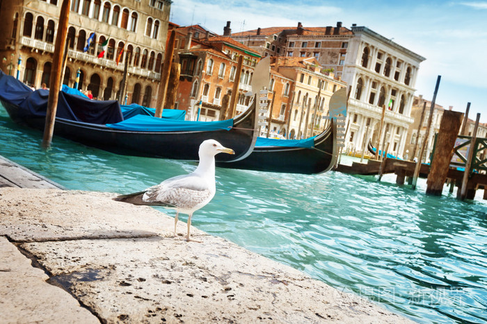 海鸥在威尼斯，意大利