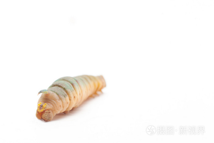 在白色背景上的天蛾幼虫照片 正版商用图片1gtku8 摄图新视界