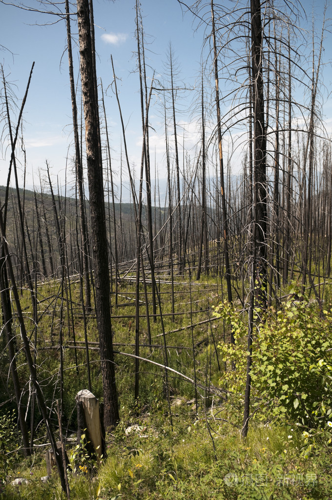 森林火灾新的增长