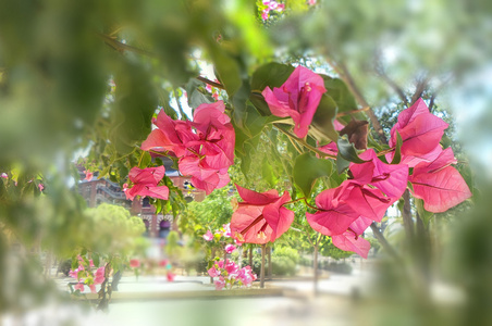 绽放的粉红色的树花