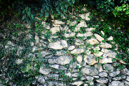 石头墙的常春藤图片