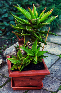 家居装饰盆栽的植物图片