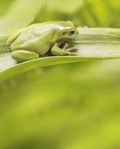 澳大利亚的绿色树蛙