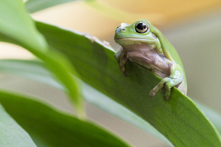 澳大利亚的绿色树蛙