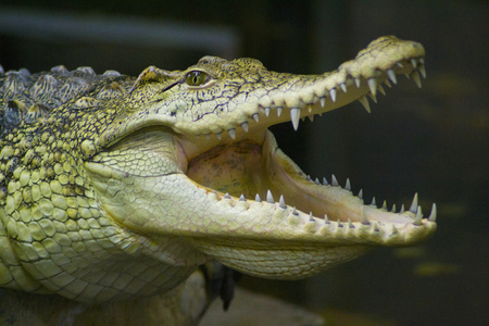 鳄鱼爬行动物图片大全