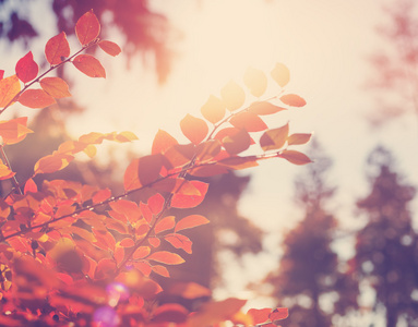 软焦点，秋天背景红叶