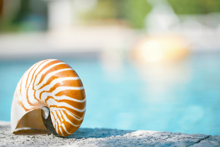 鹦鹉螺的壳在度假村游泳池边缘