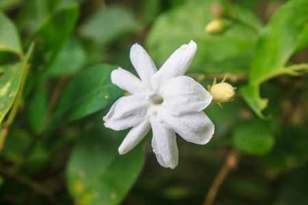 花园里的白茉莉花