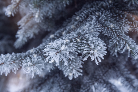 大雪覆盖的冷杉圣诞树分支