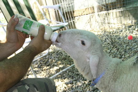 带奶瓶的小山羊。