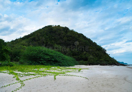 海滩上的草