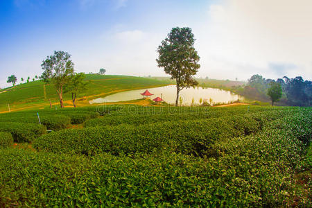 绿茶种植园景观