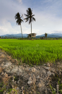马来西亚东部沙巴县kota marudu的蓝天稻田