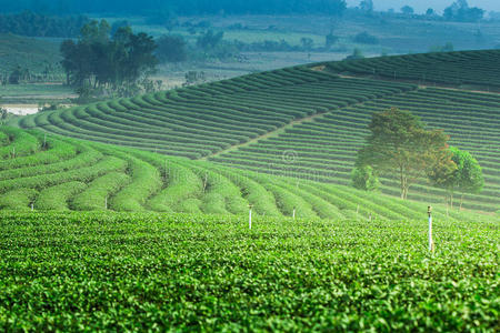 绿茶种植园景观