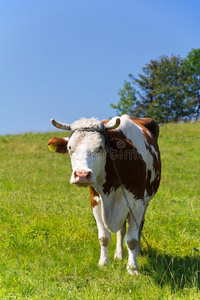 一头母牛站在蓝天背景下的绿色草地上