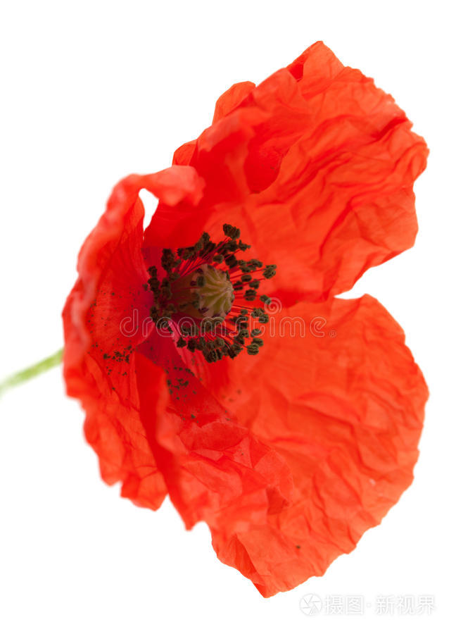 杜比姆 孤立的 教皇 新鲜的 瞎眼 植物