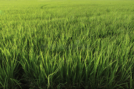 天然稻田