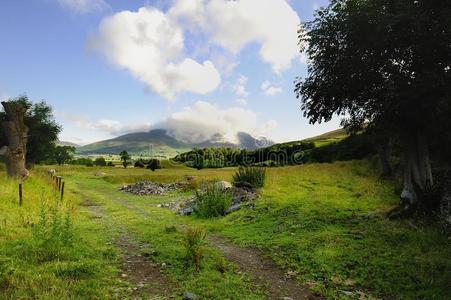 英国 农场 人行道 薄雾 草地 朦胧 奶牛 领域 公园 路面