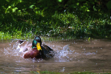 春天 游泳 公园 夏天 绿头鸭 水禽 自然 羽毛 池塘 飞溅