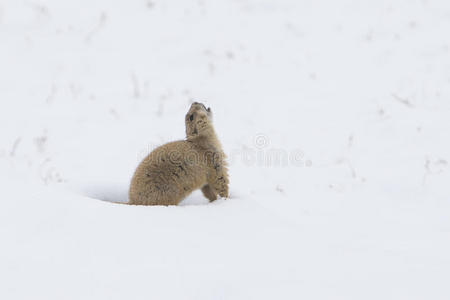 草原狗在雪地里警告吠叫