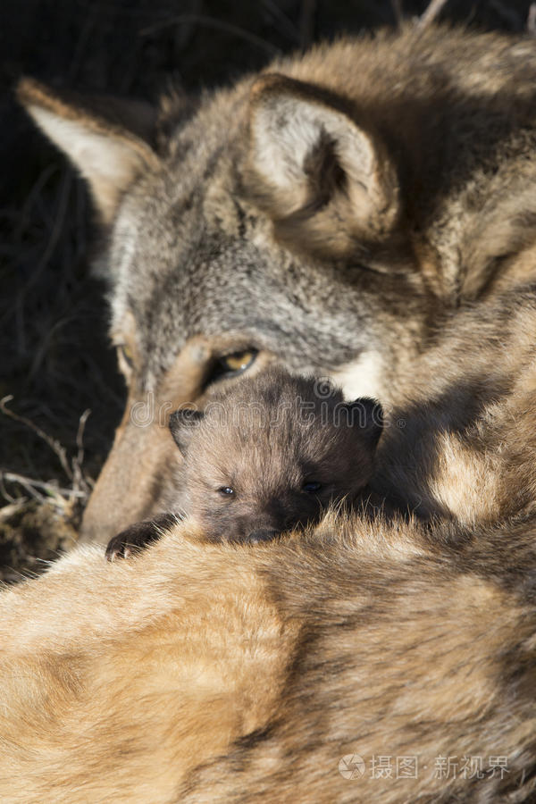 狼妈妈和小狗的午睡时间晚餐吃什么木狼好奇的眼睛小象象在妈妈那儿喝