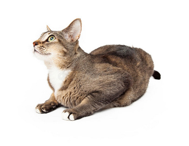 深褐色成年猫卧体剖面图