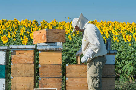 养蜂人工作照片