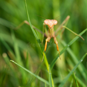 螳螂在草地上行走