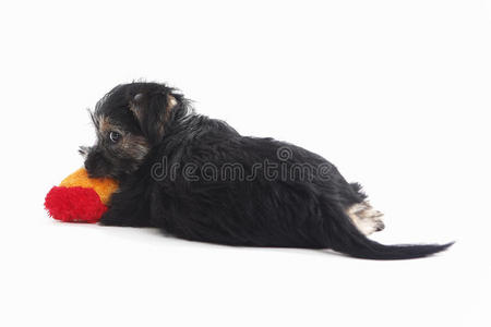 小猎犬混合狗玩玩具