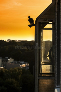 日出 场景 黎明 夏天 鸽子 落下 季节 羽毛 美丽的 自由