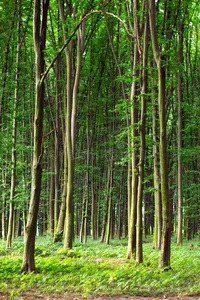 山毛榉夏季森林中高大的绿树