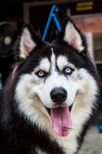 雪橇犬