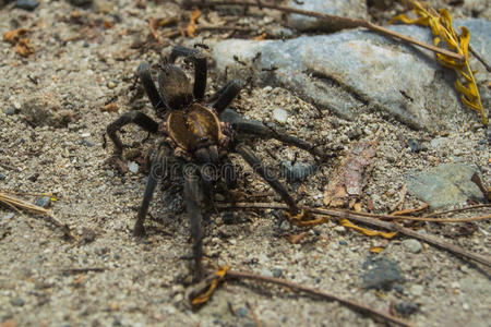 幽灵公主狼图片