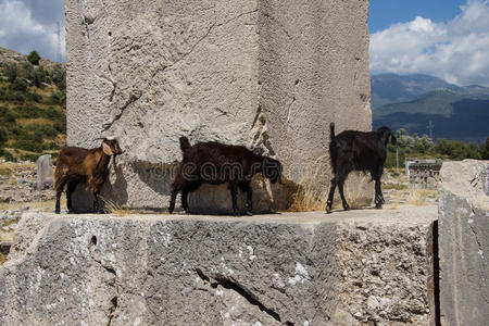 黑山羊漫步古墓金门古墓墓室苏格兰邓克尔德的古墓石被忽视的古墓新疆
