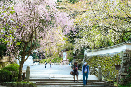 三井寺春天樱花好