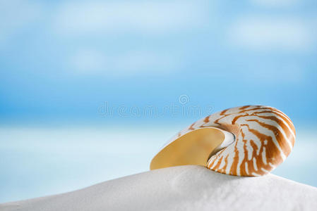 鹦鹉螺贝壳在白色沙滩上，抵御海浪，