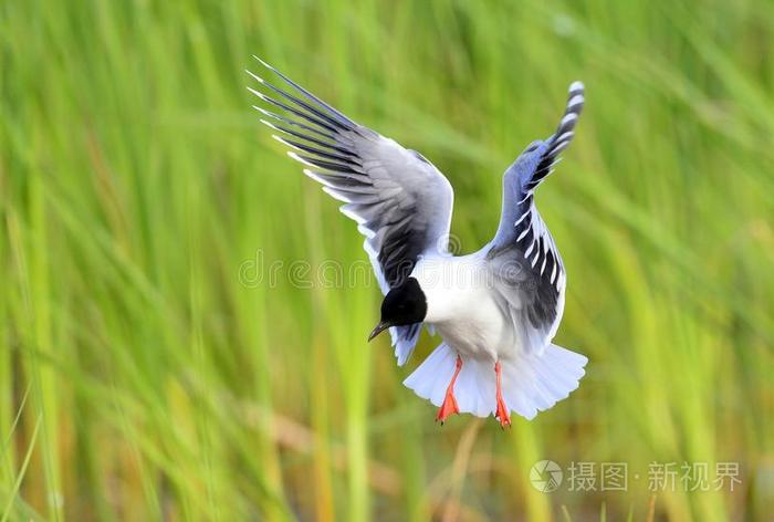 黑头鸥