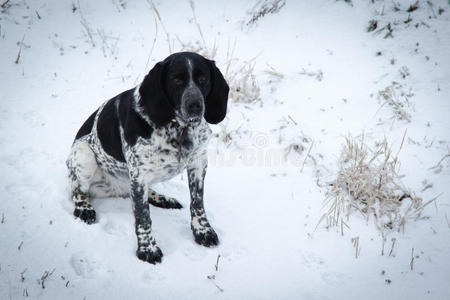 斑点狗坐在雪地猎犬里。